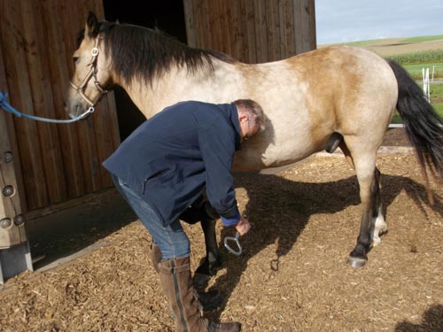 Pferde - Tierarztpraxis Heinzler - Weitlingen